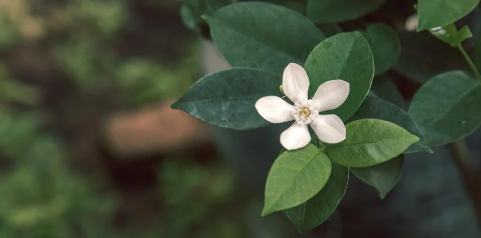 Single white flower, centered composition, minimalist backdrop. Stock Photos