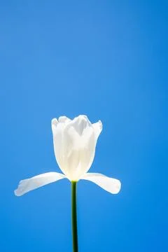 A single white flower with delicate petals reaches upward against a vivid blu Stock Photos