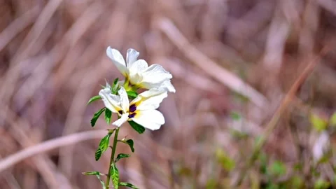 A single white flower is in the foreground of a field of brown grass Video stock 279056089