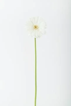 Single white flower Stock Photos