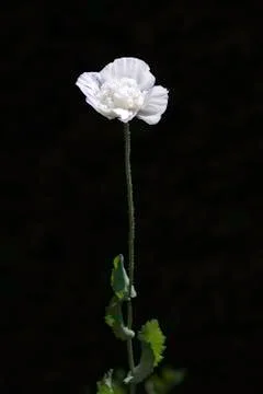 Single White Flower Stock Photos