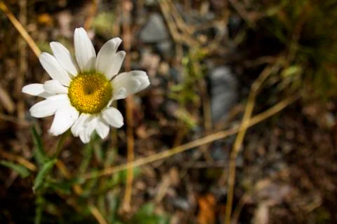 Single white flower Foto stock