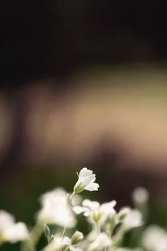 Single White Flower Stock-Fotos