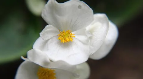 Single white flower Foto stock