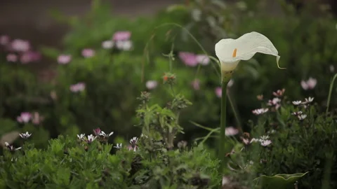 A Single White Flower Stands Alone in This Magical Garden Stock Footage 133748934