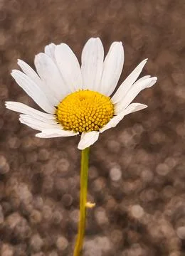 Single white flower with stem on a brown background. Stock Photos