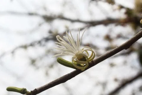 Single white flower in the tree Stock-Fotos