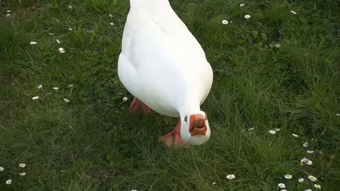 Single white goose on the green grass Stock Footage 73830529