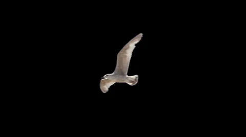 Single white gull with black background Stock Footage 39955371