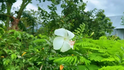 Single White Hibiscus Flower with Green Ferns and Trees plant bloom Stock Footage 339043202