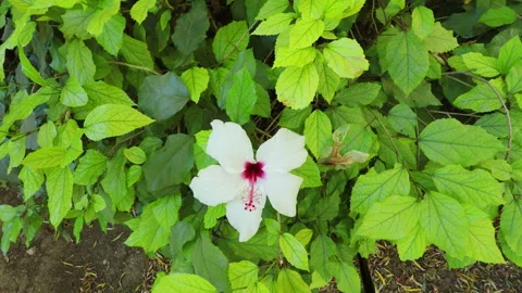 Single white hibiscus in a wind Stock-Footage 96836567