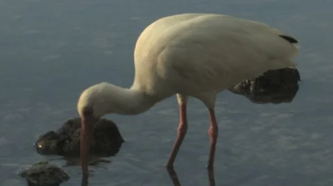 Single white ibis feeding at  dusk Stock Footage 8746741