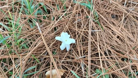 Single White Jasmine Flower Fallen on Brown Dry Pine Needles Fotos de archivo