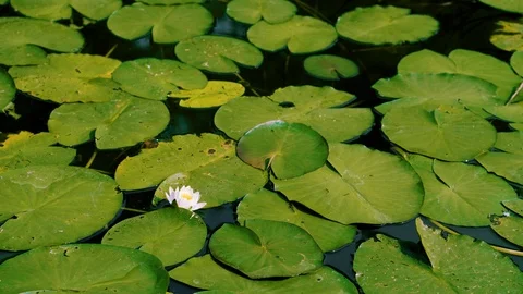 Single white lilly with leafs on a pond Stock-Footage 94634839