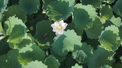 Single white lotus flower among green leaves top view Stock Footage 343573723