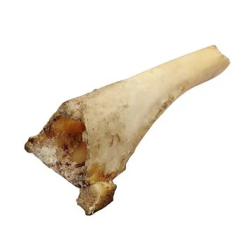 Single White Marrow Bone on White Background Stockfoto's