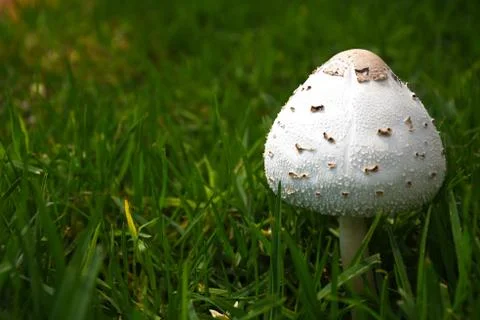 Single white mushroom in grass Stock Photos
