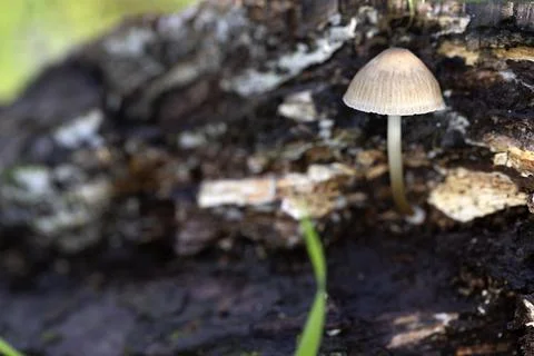 Single white mushroom grows from tree bark Foto stock