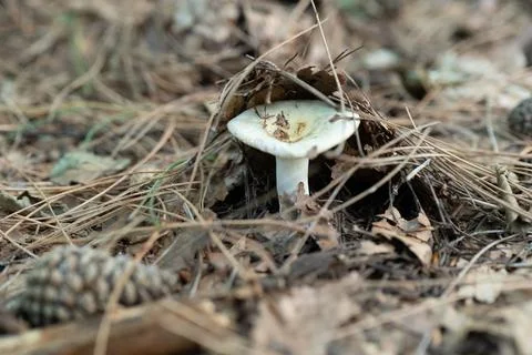 Single white mushroom rises from pine needles and soil Stock Photos