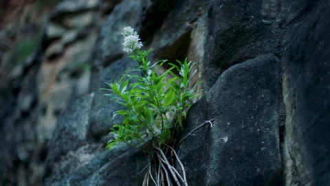 Single White Native Flower Wildflower grey arid rock, Australia, Mt Lofty Ranges Stock Footage 236349284