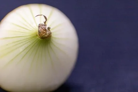 A single white onion, ready for culinary use, photographed from above on a da Stock Photos