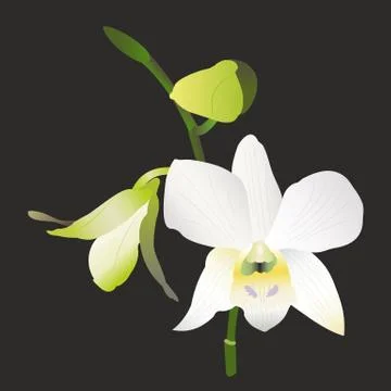 Single white orchid flower Stock Illustration
