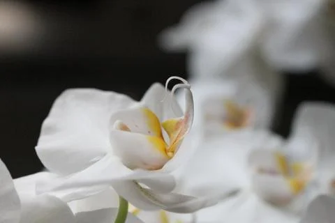 Single white orchidee on a black background 库存照片