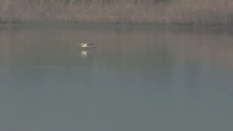 Single White Pelican Flying Low Just Above the Water - Shallow DOF Video stock 138409349
