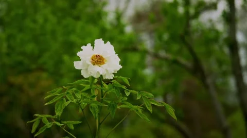 A single white peony flower standing in the field Stock Footage 332600215