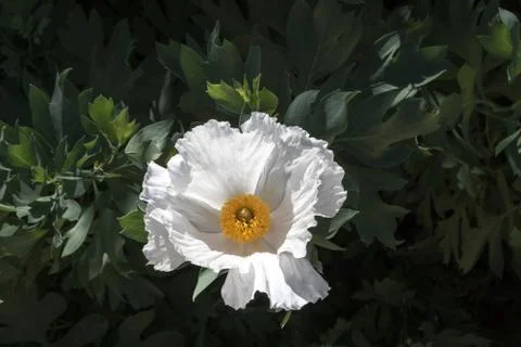 Single White Poppy Stock Photos