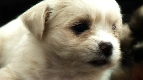 Single White Puppy 2 스톡 동영상 569103