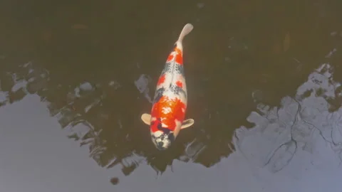 Single White Red and Black Koi Gliding Through Tree Reflection Stock Footage 339749458