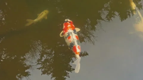 Single White Red and Black Koi Gliding Through Reflective Pond Stock Footage 339749741