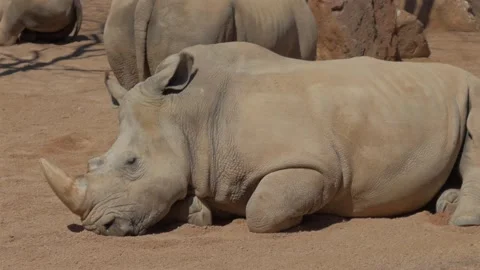 Single White Rhino Lying in Sunlight, Close-Up, Bioparc Valencia, Spain Stock Footage 306016480