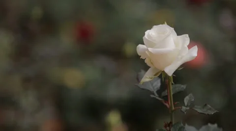 Single White Rose Stockbeeldmateriaal 35563023