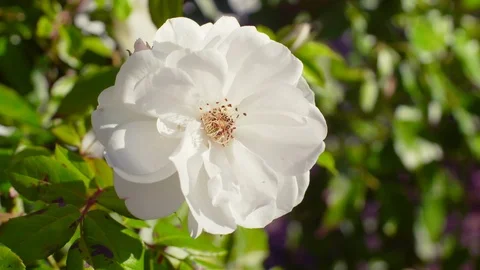 Single White Rose Stock Footage