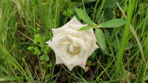 Single white rose in grass 库存影片 272917763