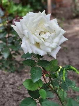 Single white rose in perfect bloom, symbol of purity in wedding floristry Stock Photos