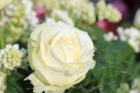 Single white rose Stock Photos