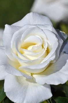 Single white rose Stock Photos