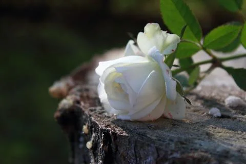 Single white rose Stock Photos