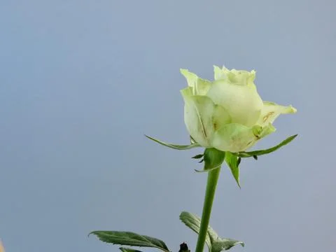 Single white rose Stock Photos