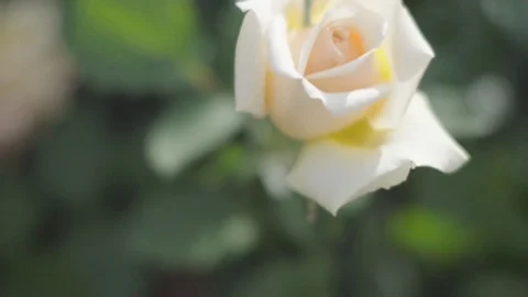 Single white rose swinging in wind, close up Stock Footage 75360992