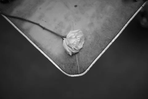 Single white rose at the table corner Stock-Fotos