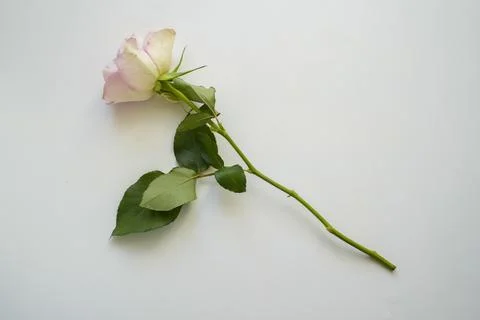 Single white rose on white background Stock Photos