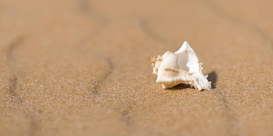 Single White Seashell On Beach Sand With Copy Space, Minimal Close Up Фото