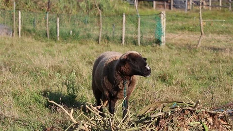 Single white sheep with black face grazing on sticks and roots in a field in the Stock Footage 95808346