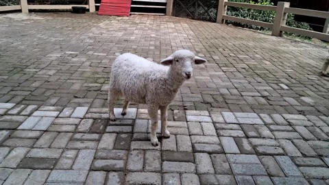 Single White Sheep Standing Alone on Brick Pavement Stock Footage 339613429