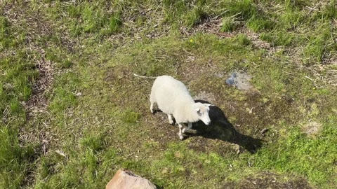 Single white sheep walking in green meadow Stock Footage 313109088