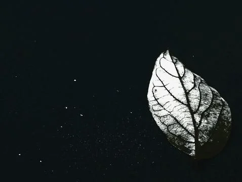 Single White Skeleton Leaf Floating on Dark Black Water. Stock Photos